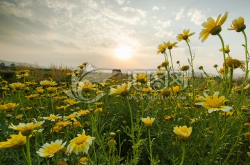 夕阳下开满雏菊花的田野