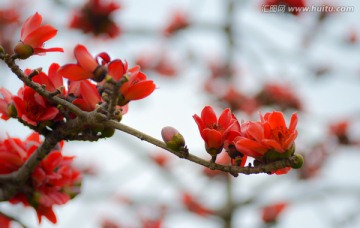 木棉花