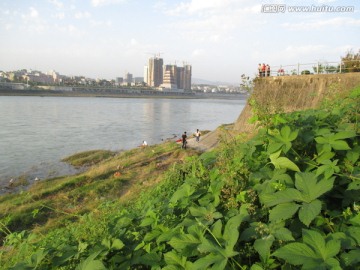 汉江江堤水草