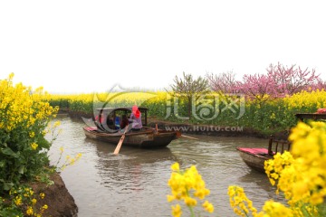 油菜花