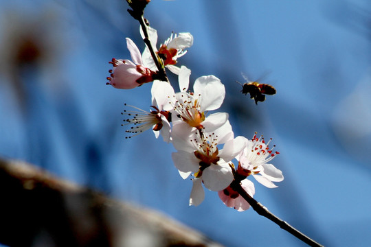 蜜蜂和梨花