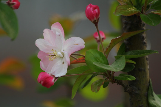 高清海棠花