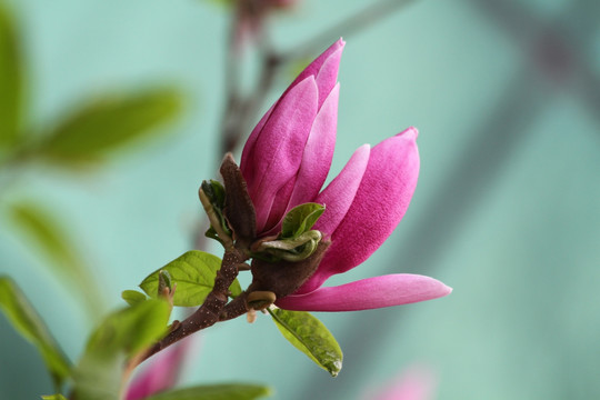 并生紫玉兰花