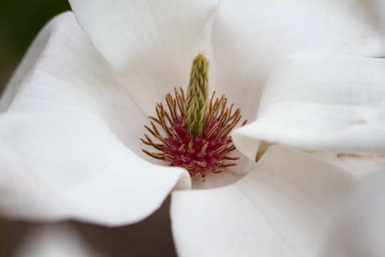 高清玉兰花蕊