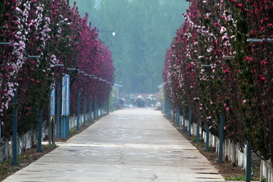 道路花树