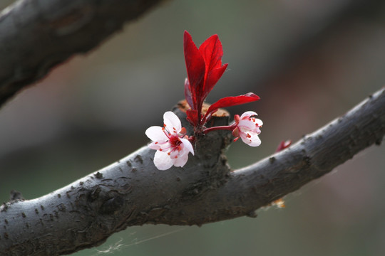 山桃花老干新芽