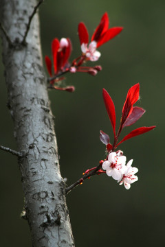 山桃花两支