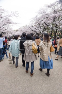 上野公园 樱花