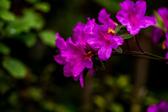 杜鹃花