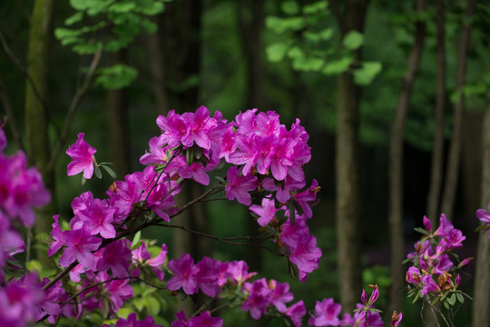 杜鹃花