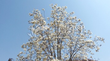 白色玉兰花