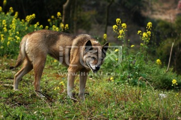 土狗