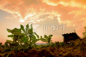 霞光中土豆幼苗和田头农舍