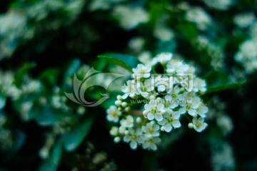 白色淡雅火棘花