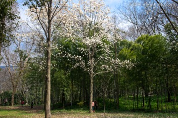 春天 树林