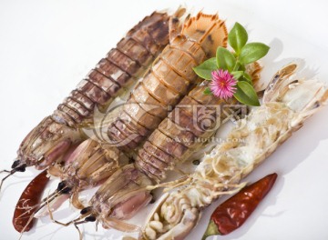 熟的皮皮虾 虾爬子