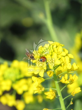 瓢虫和蜜蜂