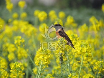 菜花小鸟