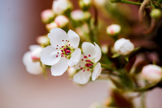 苹果花