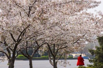 樱花 樱花挂枝头 白樱花 早