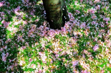 树下草坪中的花瓣