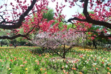 郁金香与桃花