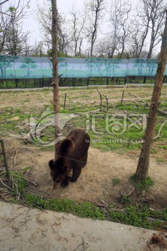 野熊 上海野生动物园
