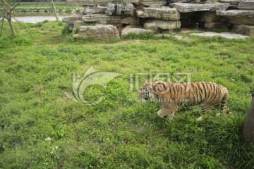 上海野生动物园老虎园