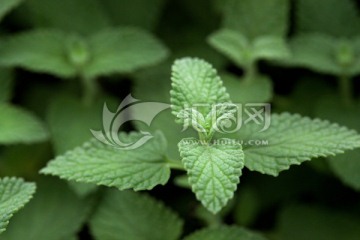 薄荷