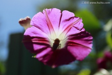 蜜蜂采蜜 蜜蜂 喇叭花 牵牛花