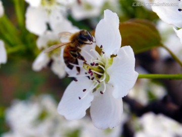蜜蜂采梨花