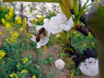 蜜蜂采蜜梨花