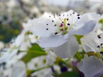 盛开的梨花