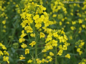 油菜花