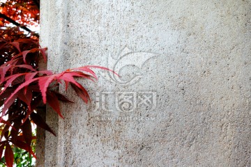 红枫叶和水泥墙