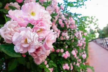 蔷薇花墙