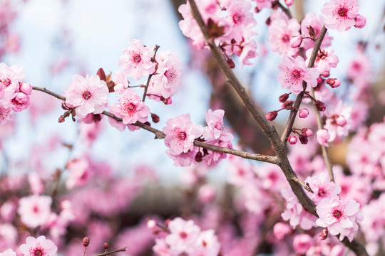 樱花