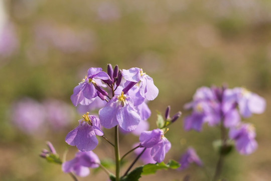 诸葛菜