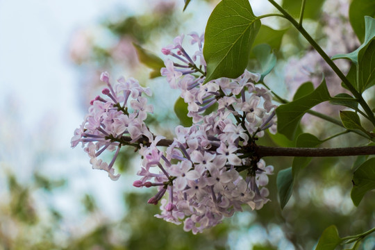 丁香花