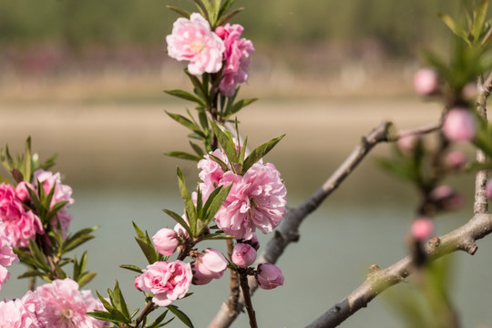 桃花