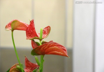 红运草之花