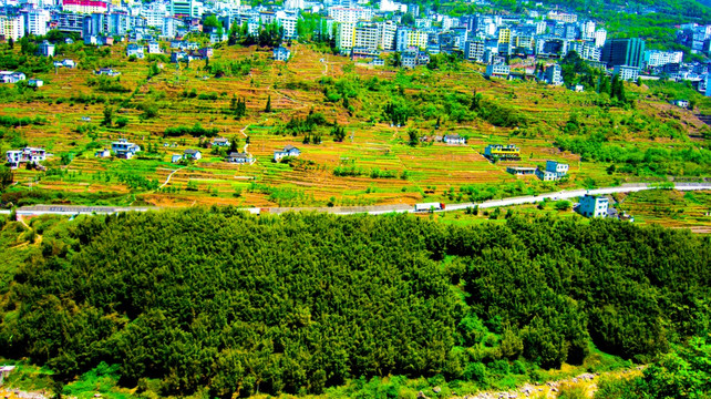 竹林  山水大关