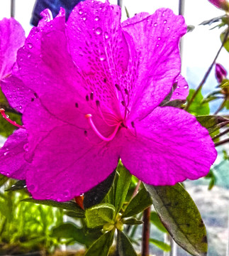 杜鹃花