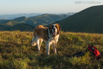 圣伯纳犬