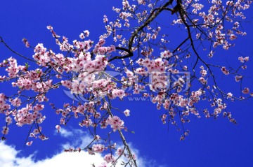 樱花花枝