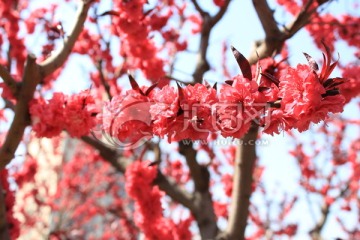 红桃花枝