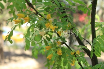 黄色槐树花