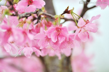 日本豆樱 樱花