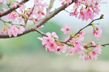 日本豆樱 樱花