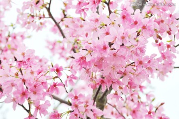 日本豆樱 樱花